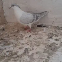 کفتر صید|پرنده|شیروان (خراسان), |دیوار