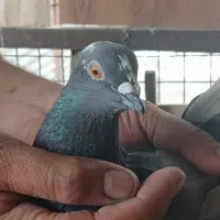 کبوتر