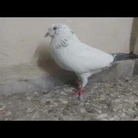 کبوتر پرشی|پرنده|قائمشهر, |دیوار