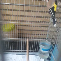 سهره نر وماده