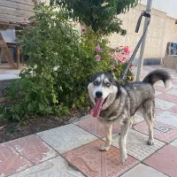 هاسکی اصیل ماده چشم ابی ۴ماهه|سگ|قوچان, |دیوار