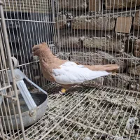 ماده زرد کت سفید ۴۰ سانتی|پرنده|مشهد, رضاییه|دیوار