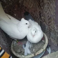 کفتر معاوضه