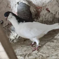 خال ماده درشت