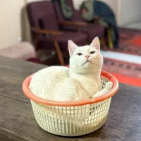 گربه نر قیمت شده