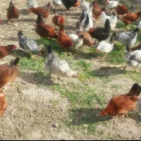 تخم مرغ محلی رسمی تازه ارگانیک جعفریه