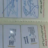 سگ پامرانین عروسکی|سگ|زیباکنار, |دیوار