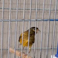 گلبسرقناری یاسمین