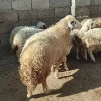 گوسفند سنجابی شیشک