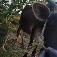 گاو قیمت ۱۱۰ مقطوع