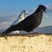 کفتر زاغ کاکلی