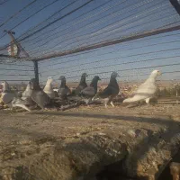 کبوتر‌رنگه‌وآلمانی