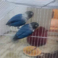 کوتوله برزیلی بازیگوش|پرنده|شاهرود, |دیوار