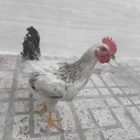 خروس تازه خوان|حیوانات مزرعه|مشهد, همت آباد|دیوار