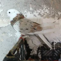 باسلام یه کبوتر نر