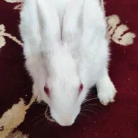 خرگوش|موش و خرگوش|بم, |دیوار