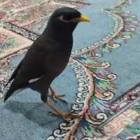 مینا کام سیاه