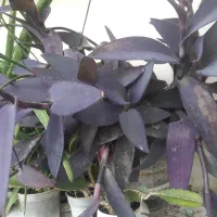 گل گیاه آپارتمانی|گل و گیاه طبیعی|پردیس, فاز ۳|دیوار