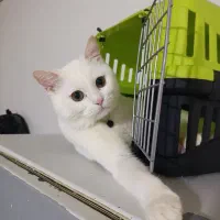 گربه یک ساله