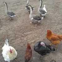 مرغ خروس غاز بوقلمون|حیوانات مزرعه|اردبیل, |دیوار