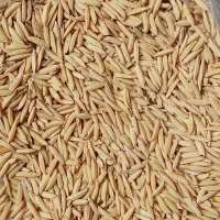 شالی دم سیاه قلم درشت به شرط|عمدهفروشی|گنبد کاووس, |دیوار