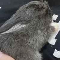 خرگوش ناز|موش و خرگوش|نیشابور, مازول|دیوار