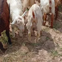 8راس بزغاله بزرگ نر دورگ پاکستانی دوتاش ماده