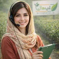 فروش نهال گردو صنوبر سنجد شلیل بادام انار زیتون به