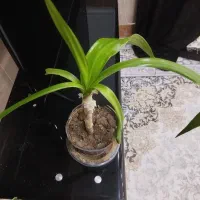 گل های زیبا طبیعی