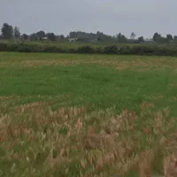 زمین کشاورزی یک هکتاری بر جاده رشت زیبا کنار|فروش زمین و ملک کلنگی|رشت, شهریاران|دیوار