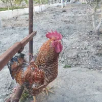 خروس
