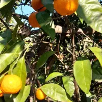 نارنگی|خوردنی و آشامیدنی|قائم‌شهر, |دیوار