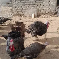 فروش بوقلمون  محلی