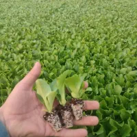 دسته کارگر ماهر