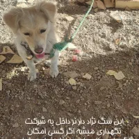 واگذاری سگ نژاد دار