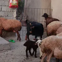 بز گمشده|حیوانات مزرعه|موچش, |دیوار