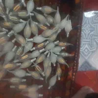 لامپ شمعی ۴وات|لامپ و چراغ|بجنورد, |دیوار