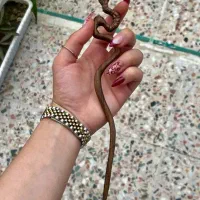 ساخت مجسمه های  فانتزی چوبی|مجسمه، تندیس، ماکت|شیراز, محراب|دیوار