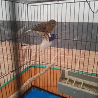 جوجه قناری سوخته سرخ نر