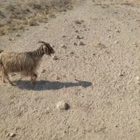 فروش یک عدد بز هم داشتی هم کشتی|حیوانات مزرعه|مرودشت, رامجرد یک|دیوار