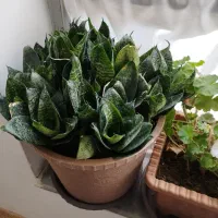 گل طبیعی|گل و گیاه طبیعی|مرند, |دیوار