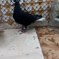 کبوتردم سفید|پرنده|مشهد, انصار|دیوار