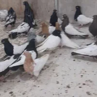 ماده رنگی همه خال جوان موجود|پرنده|مشهد, امیرآباد|دیوار