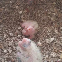 فروش ۲ جفت عروس هلندی مولد