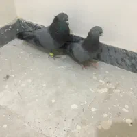 کبوتر سبز هندی