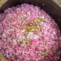 تور گلاب گیری کاشان حرکت از مشهد