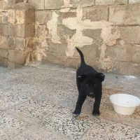 نژادخوب سراب نراصل