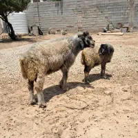 قوچ سوز بختیاری|حیوانات مزرعه|شیراز, سعدیه شمالی|دیوار