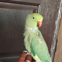 طوطی ملنگو جفت با قفس