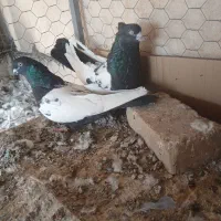 فروش جفت سینه سیاه چهل سانتی